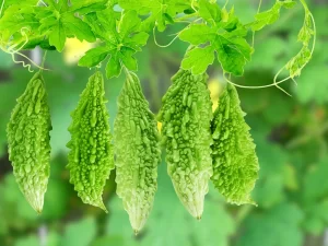 Health benefits of eating bitter gourd