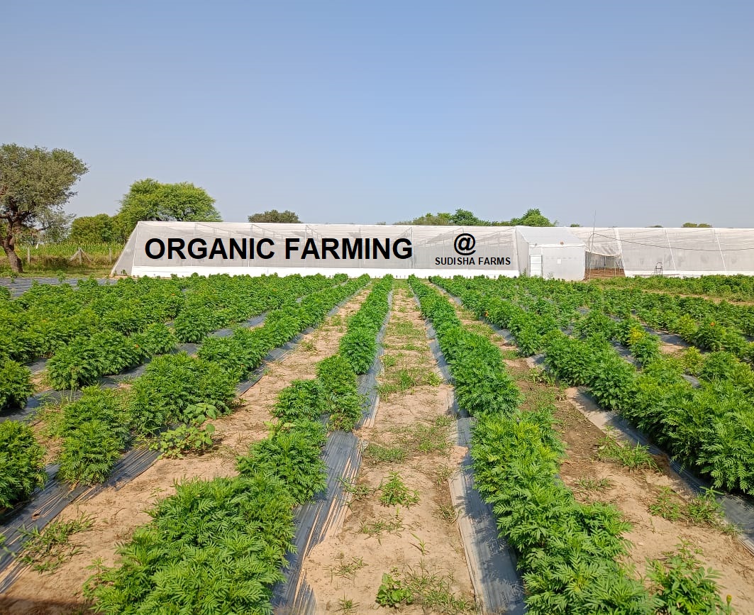 organic-farming-sudisha-farms