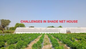 Challenges - Shade Net house