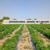 Advantages - Shade Net House