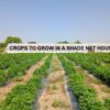 Crops you can grow in a Shade Net house