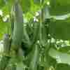 Health benefits of eating Cucumber
