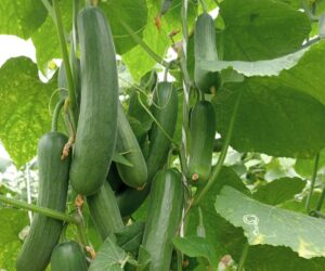 Health benefits of eating Cucumber