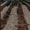Mulching Sheet and how it enhanced production in agriculture