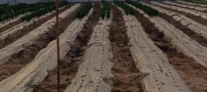 Mulching Sheet and how it enhanced production in agriculture