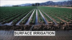 surface irrigation