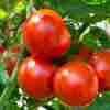 tomato
