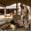 Ghan-Jeevamrut: The Ultimate Organic Fertilizer Guide